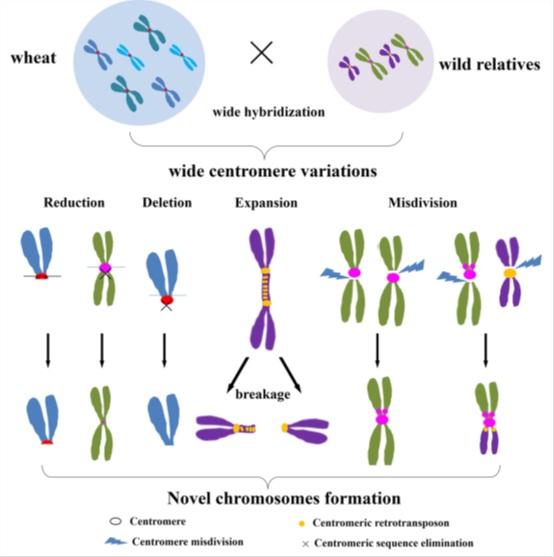 Centromere Behavior Has Great Impact on Generation of New Wheat Germplasm