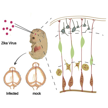 Chinese Researchers Find Direct Evidence that Zika Causes Microcephaly in Mice