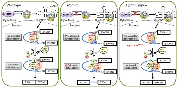 Scientists Find a Key Mechanism of Protein Arginine Methyltransferase in Pre-mRNA Splicing