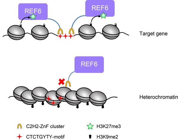 IGDB Scientists Revealed New Mechanism of Histone Demethylase Genome-wide Targeting