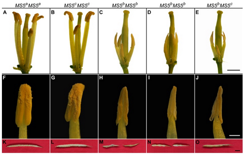 A Multiallelic Gene MS5 Regulates Male Fertility in Brassica napus