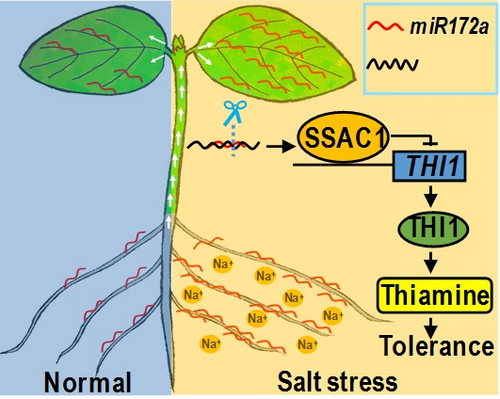 miR172a, a New Gene Improves Salt Tolerance in Soybean