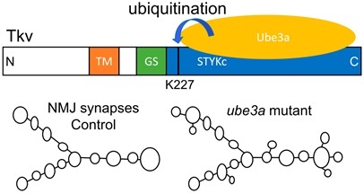 IGDB Scientists Revealed New Mechanism of Autism Pathogenesis