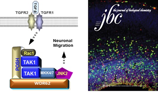 A Multiprotein Complex Involves in Regulation of Cortical Neuronal Migration