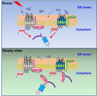 IGDB Scientists Revealed the Conserved Novel Mechanism of ERAD Tuning between Plant and Mammals