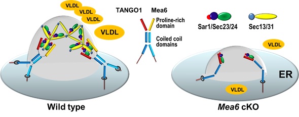 A New Factor Involved in Lipid Transport and Related to Fatty Liver Disease