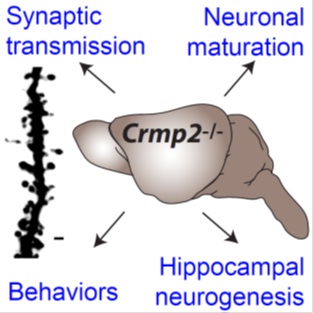 Crmp2 Plays a Critical Role in the Brain Circuitry Formation and Maintenance