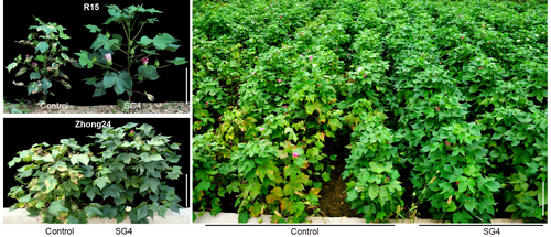 Scientists Find Solution to Fighting Cotton Verticillium Wilt