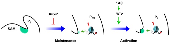 Scientists Propose a Two-step Regulation of Leaf Axil Meristematic Cell Population