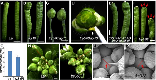 Scientists Discover New Function of FAR-RED ELONGATED HYPOCOTYL3 in Plant Meristem Determinacy and Maintenance