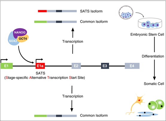 Ubiquitously Expressed Genes Participate in Cell Specific Functions via Alternative Promoter Usage