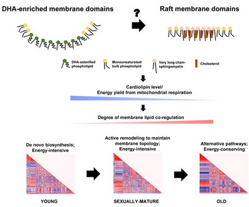 Scientists Discover the Important Association between DHA-enriched Neural Membrane Domains and Mitochondrial Cardiolipin during Normative Aging