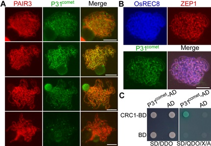 IGDB Scientists Uncover the New Member of Synaptonemal Complex during Rice Meiosis