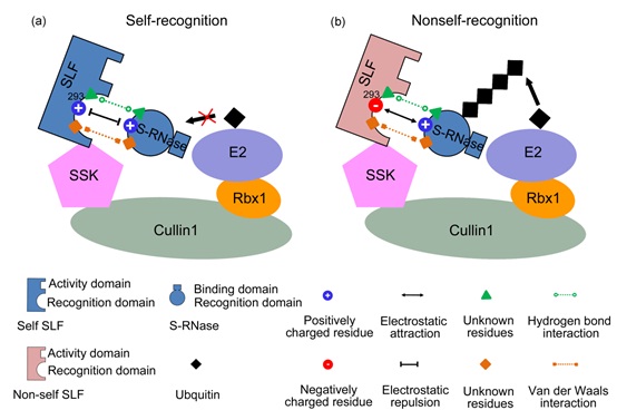 IGDB Scientists Revealed a Major Physical Force between the Pollen S and Pistil S Interactions in Self-Incompatibility of Flowering Plants.