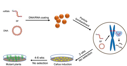 IGDB Researchers Develop Transgene-free Genome Editing in Wheat