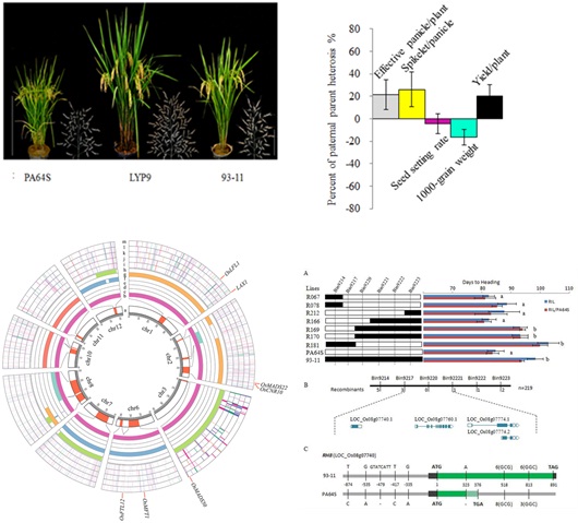 Scientists Uncovered Multiple Heterosis-related Loci for Yield Increase in the Two-line Rice Hybrids