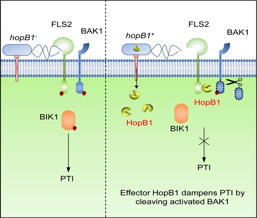 IGDB Scientists Uncovered How A Pathogenic Bacterium Launches A Sneak Attack