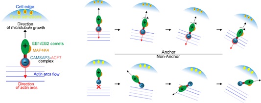 Scientists Discover the CAMSAP3-ACF7 Complex Couples and Coordinates Noncentrosomal Microtubules with Actin Filaments