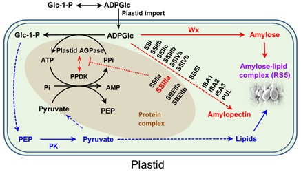 IGDB Scientists Revealed Mechanism of Resistant Starch Biosynthesis in Rice