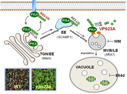 Protein VPS23A Modulates Abscisic Acid Signaling