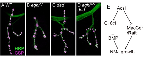 Acsl Inhibits Synaptic Growth by Altered Lipids