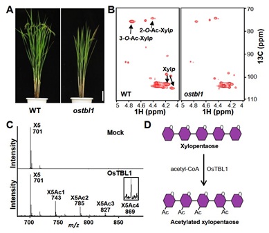 IGDB Scientists Found the Mechanism of Xylan O-acetylation and Its Function in Rice