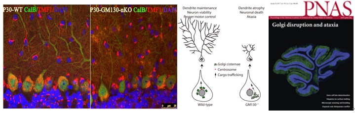 Disruption of Golgi Organization Causes Neurodegeneration and Ataxia in Mice