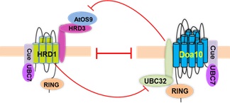 IGDB Scientists Revealed the Novel Mechanism of ERAD Tuning in Plant