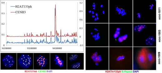 Dynamic Location Changes of Histone H2A Phosphorylation Is Essential for Plant Chromosome Orientation and Segregation