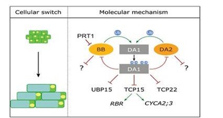 How Can DA1 Control Seed and Organ Size in Plant?