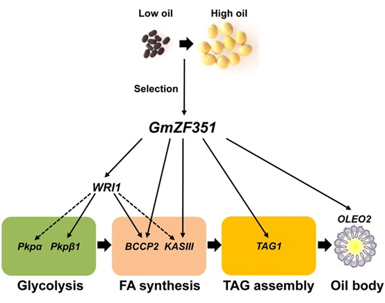 GmZF351 Enhances Seed Oil Accumulation in Soybean