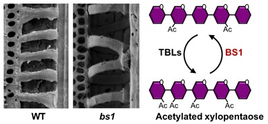 IGDB Scientists Found the Mechanism of Xylan Deacetylation and Its Function in Rice