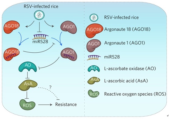 Chinese Researchers Revealed a New Antiviral Defense Mechanism in Rice