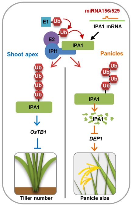 IPI1 Protein Mediates Post-Translational Modification of IPA1 to Regulate Plant Architecture in Rice