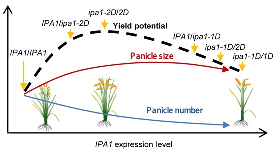 A Naturally Occurring Tandem Array Leads to Superior Grain Yield of Rice