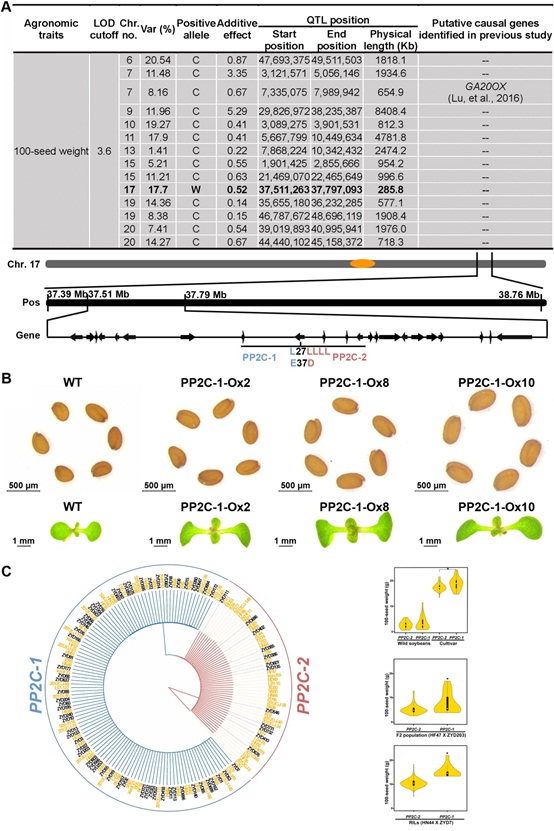 A PP2C Allele Underlying a QTL Enhances Seed Weight in Soybean