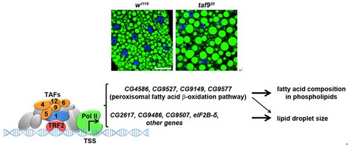 General Transcription Factors Specifically Regulate Lipid Metabolism