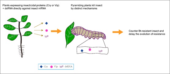 How to Counter Rapidly Increasing Pest Resistance to Transgenic Crops Producing Single Bacillus thuringiensis (Bt) Toxins?