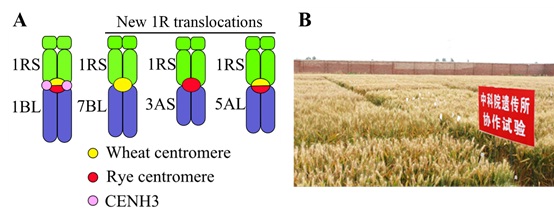 Repeat Sequences Have Been Used for Wheat Breeding