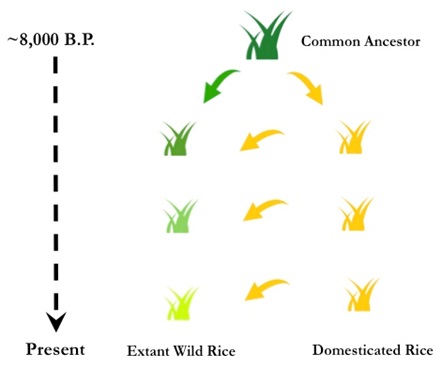 Asian Wild Rice is Not So Wild