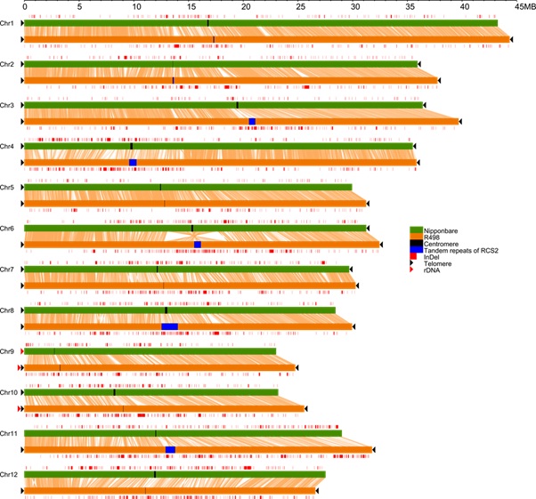 Genome of Indica Rice Demonstrates How to de novo Assemble a Highly Contiguous Reference Genome