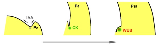 Cytokinins Activate Stem Cells during Axillary Meristem Initiation