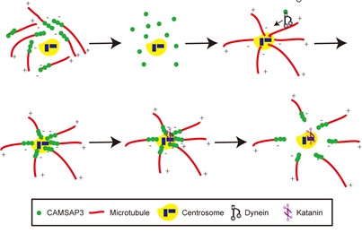 Scientists Discover a Novel Mechanism for the Regulation of Microtubules Array