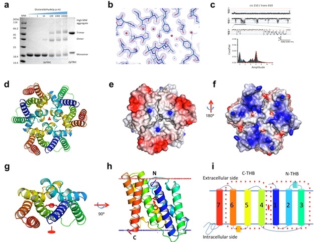 Scientists Reveal Structure and Function of a Novel Family of TRIC Channels