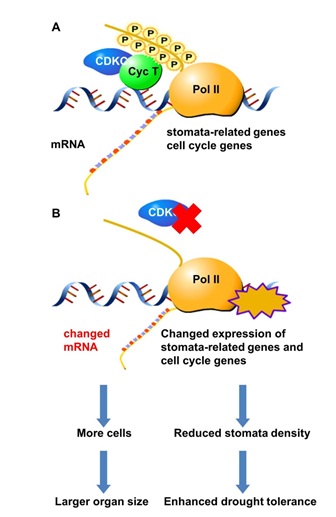 CDKC;2: A New Player in Plant Growth and Drought Response