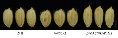 The Otubain-like Protease WTG1 Regulates Grain Size and Shape in Rice