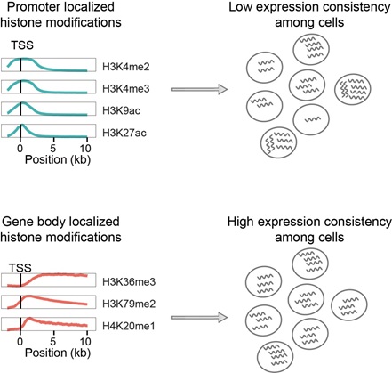 Histone Modifications Promote the Consistency of Gene Expression Among Isogenic Cells