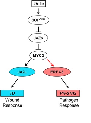 MYC2-orchestrated Transcriptional Cascade Regulates Jasmonate-Mediated Plant Immunity in Tomato