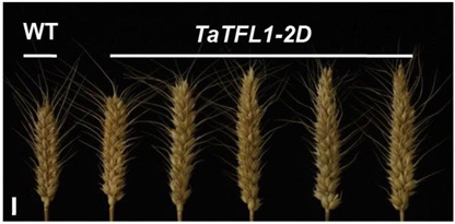 Transcriptome Association Explains Wheat Spike Architecture