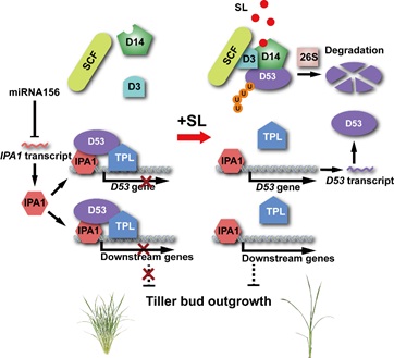 IGDB Scientists Identify Direct Downstream Transcription Factor of D53 in Strigolactone Signaling in Rice